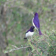 Violet-backed Starling