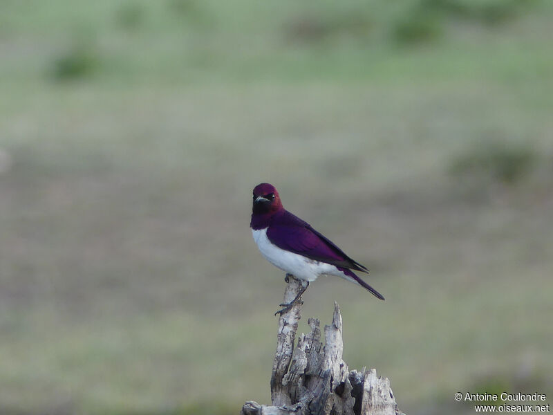 Violet-backed Starling male adult