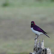 Violet-backed Starling