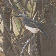 Fischer's Starling