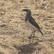 Fischer's Starling