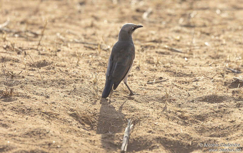 Fischer's Starlingadult