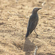 Fischer's Starling