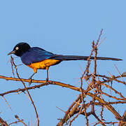 Golden-breasted Starling