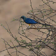 Golden-breasted Starling