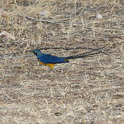 Golden-breasted Starling