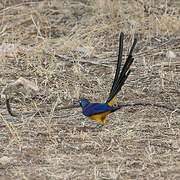 Golden-breasted Starling