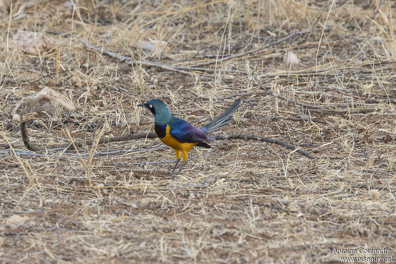 Golden-breasted Starlingadult