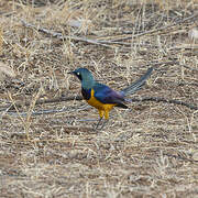 Golden-breasted Starling