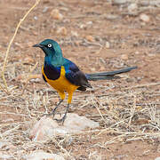 Golden-breasted Starling