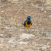 Golden-breasted Starling