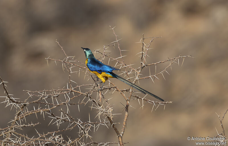 Golden-breasted Starlingadult