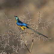 Golden-breasted Starling