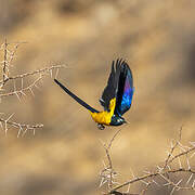 Golden-breasted Starling