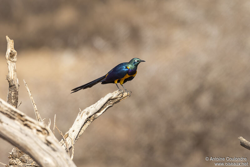 Golden-breasted Starlingadult