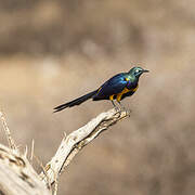 Golden-breasted Starling