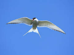 Arctic Tern