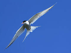 Arctic Tern