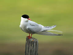 Arctic Tern