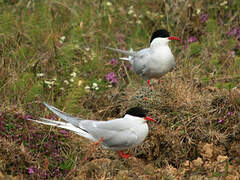 Arctic Tern