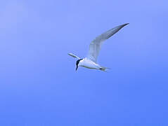 Gull-billed Tern