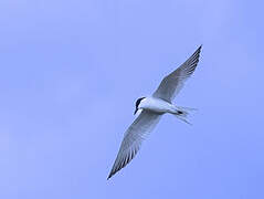 Gull-billed Tern