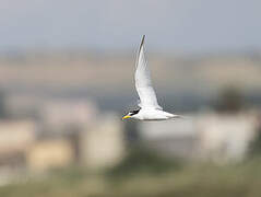 Little Tern