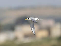 Little Tern