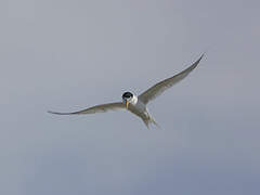 Little Tern