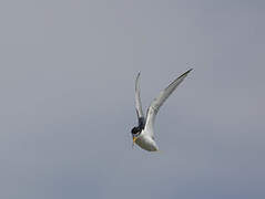 Little Tern