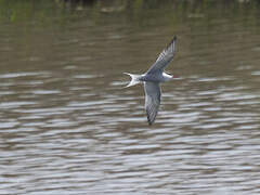 Common Tern