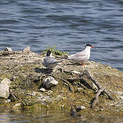 Common Tern