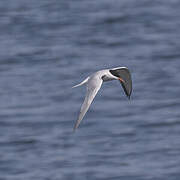 Common Tern