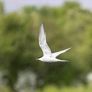 Common Tern