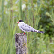 Common Tern