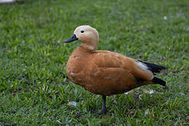 Ruddy Shelduck