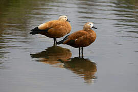 Ruddy Shelduck