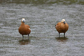 Ruddy Shelduck