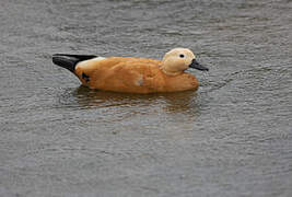 Ruddy Shelduck