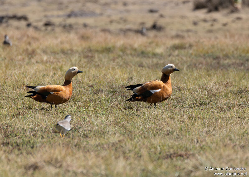 Ruddy Shelduckadult breeding, fishing/hunting