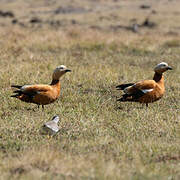 Ruddy Shelduck