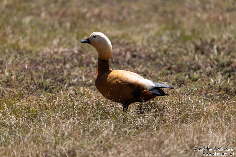 Ruddy Shelduck male adult breeding, walking