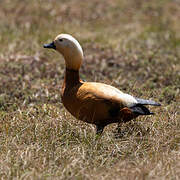 Ruddy Shelduck