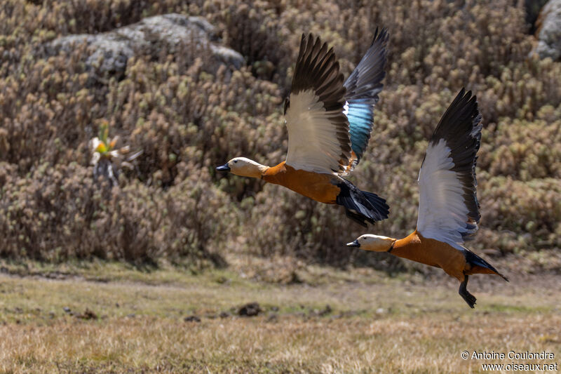 Ruddy Shelduckadult breeding, Flight