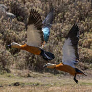 Ruddy Shelduck