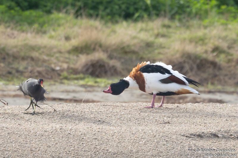 Common Shelduckadult