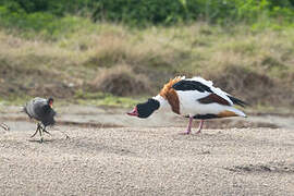 Common Shelduck