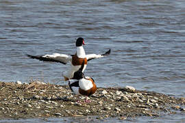 Common Shelduck