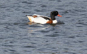 Common Shelduck