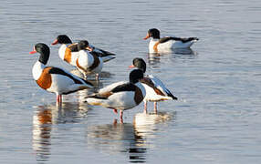 Common Shelduck